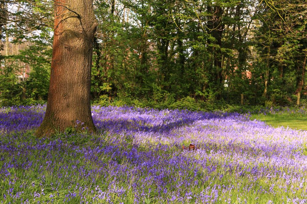 Spring Gallery Main Photo